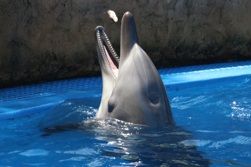 delfinaria-karmienie-delfina-odwaz-sie-wiedziec-fair-travel-event