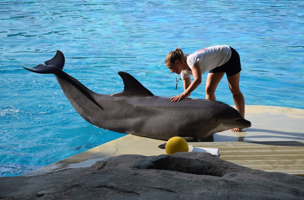 Cała prawda o delfinarium i pływaniu z delfinami, czyli co kryje „uśmiech” delfina?